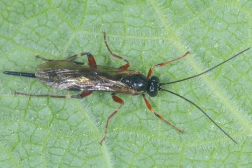Réf. 341 663 : Pimpla turionellae